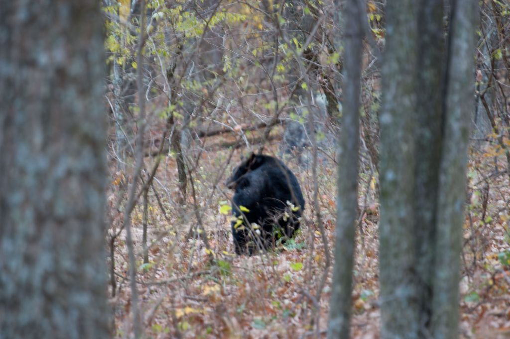 d5820__05-nov_16-39_shenandon_skyline_bear